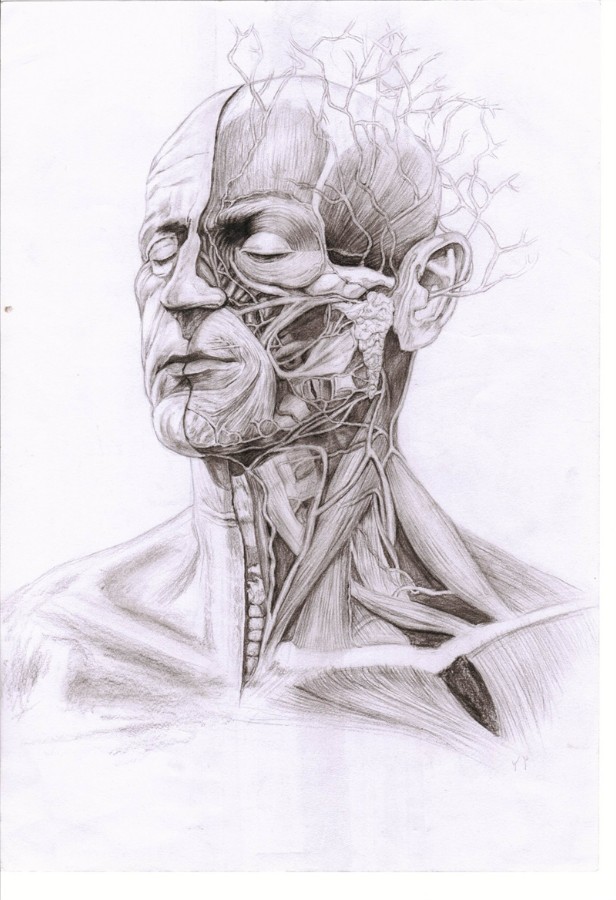 一等奖作品:"思"者作者:沈慧琳本届人体解剖学绘图比赛不仅充分调动了