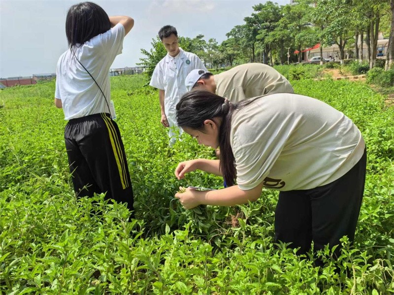 图为营员学习识别及采摘仙草（凉粉草.jpg